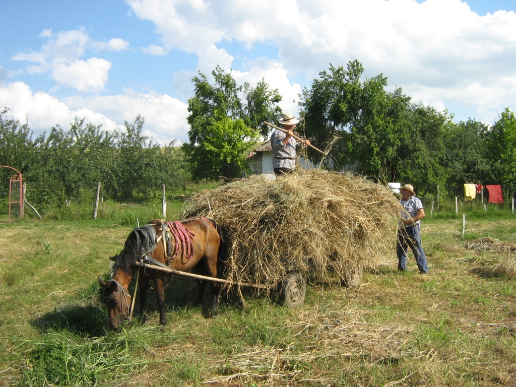 Hooien met paard en wagen